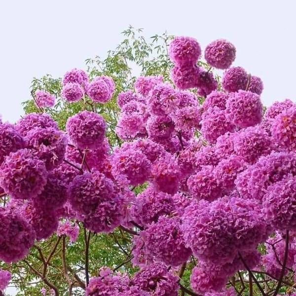 Hạt Giống Cây Hoa Phong Linh Hồng CT544 - Gói 5 hạt