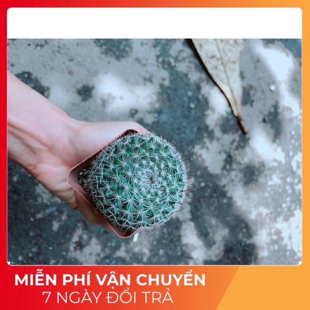 Xương Rông Bánh Sinh Nhật Nhỏ