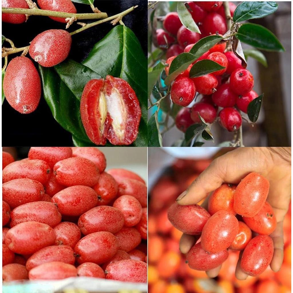 CÂY GIỐNG NHÓT NGỌT 1 năm tuổi. *