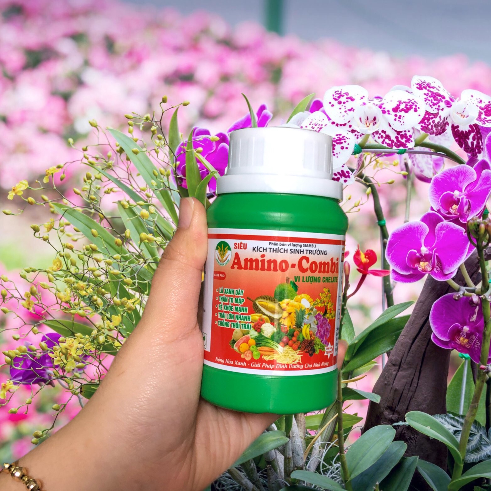 AMINO COMBI – LÁ TO, DÀY, THÂN TO, MẬP, TRÁI LỚN NHANH, CHỐNG THỐI TRÁI