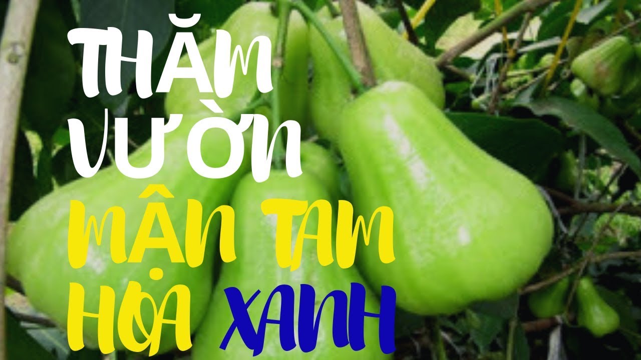 CÂY GIỐNG MẬN XANH ĐƯỜNG