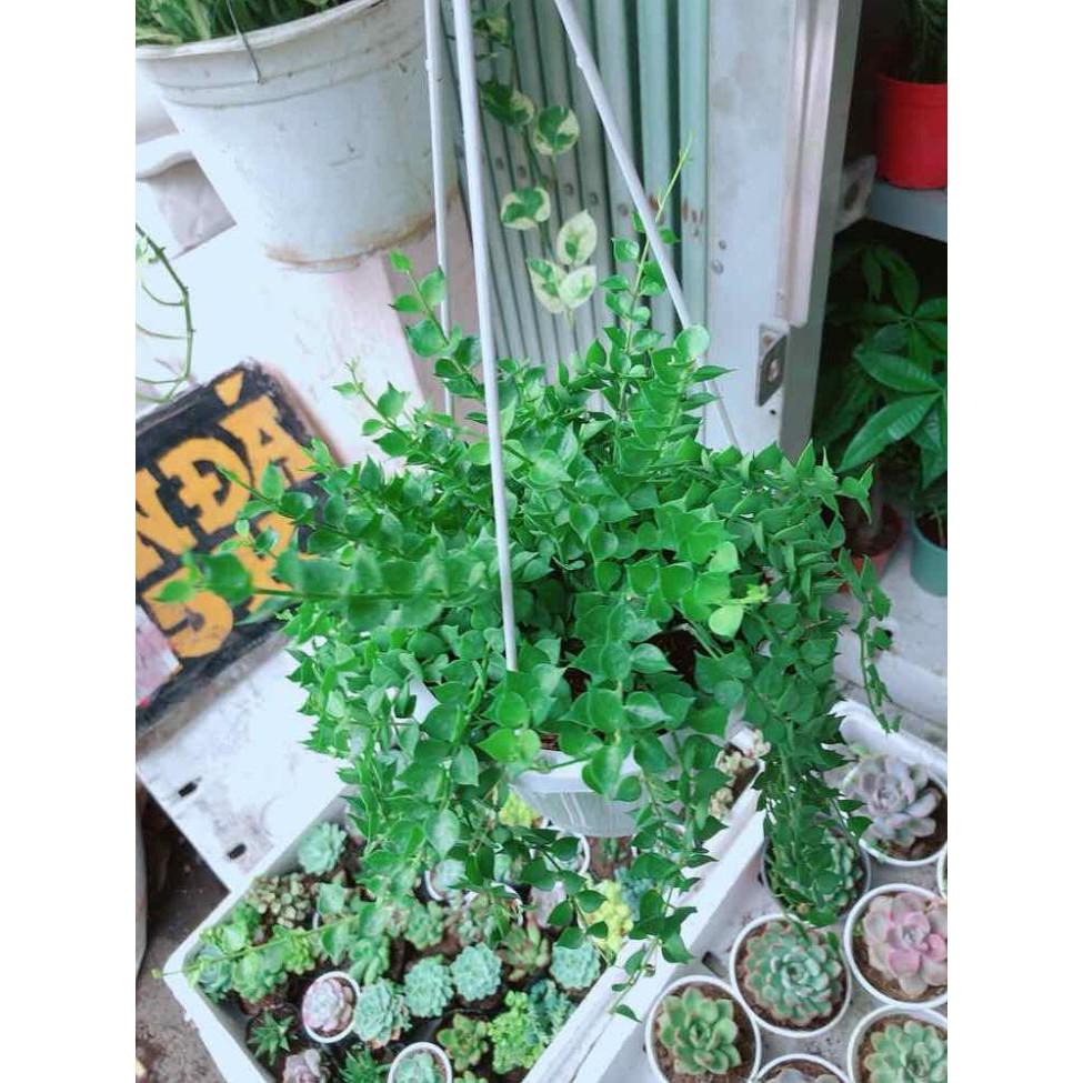 Chậu cây lá tim Bán Chạy