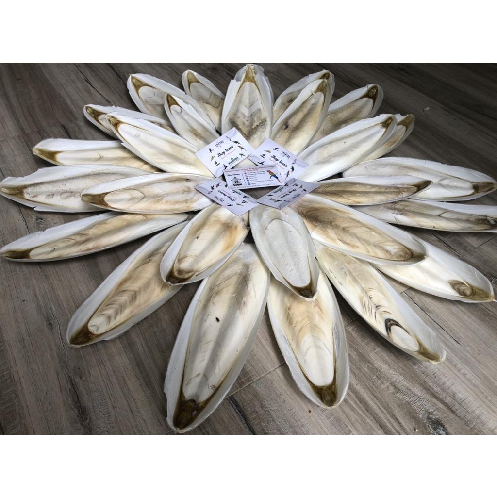 1kg Nan mực dùng cho vẹt , yến , các dòng chim finch,...