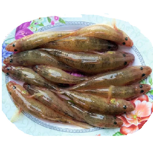 - HSPQ - Cá bống vàng làm sạch