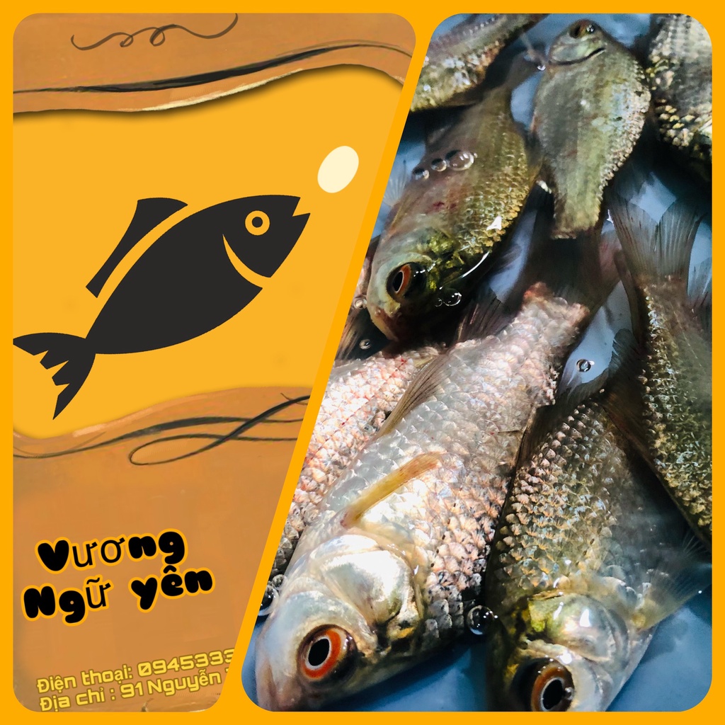 Bài Mồi câu cá chuyên Mè Vinh / cá dưng _ Vương Ngư Yên / bột câu cá / cước / thẻo / cần câu / ô dù / ghế câu / lưỡi câu