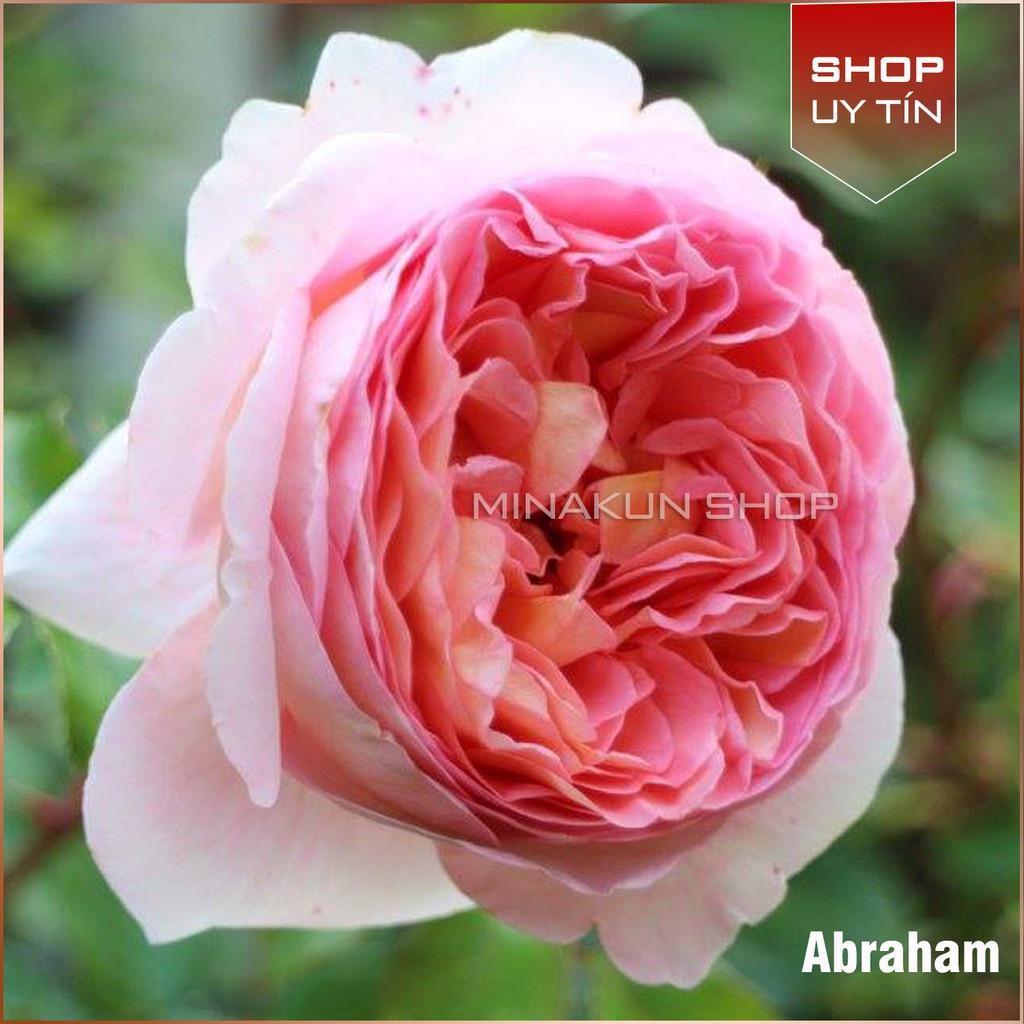 Abraham Darby cây thân gỗ dáng tree - Hoa hồng ngoại nhiều nụ đẹp