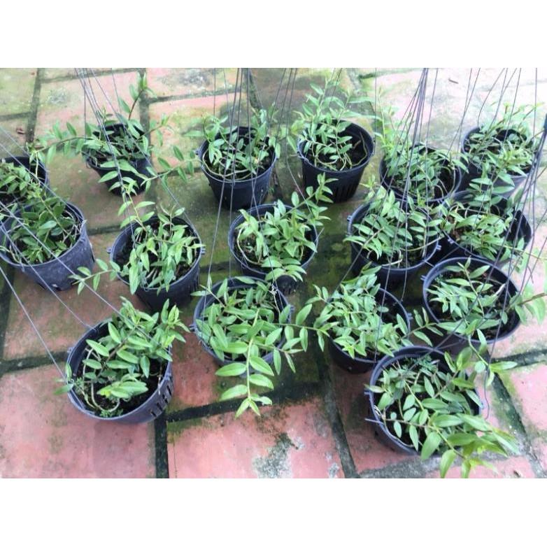 Thiên cung lữ bố chậu 5 thân