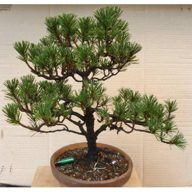 Hat giống cây tùng la hán