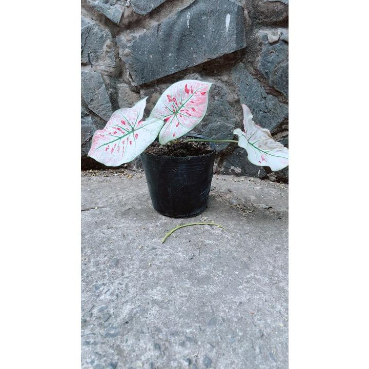 Cây Môn Trắng Kiểng