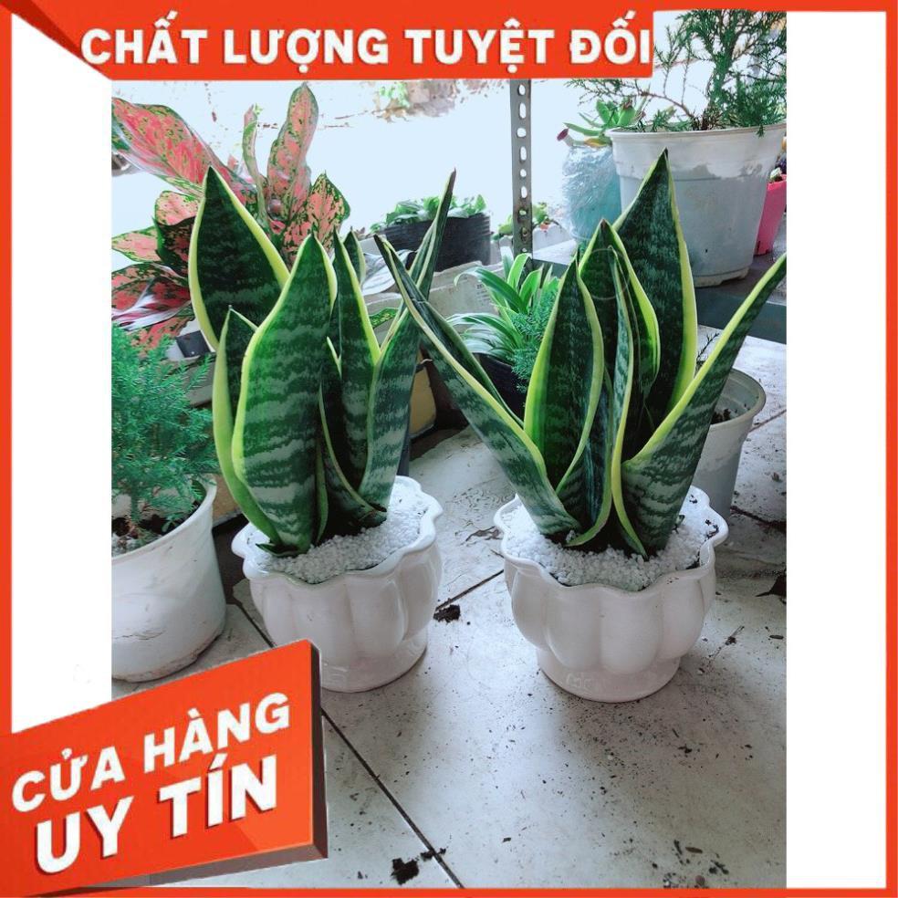 Chậu Lưỡi Hổ Để Bàn Làm Việc