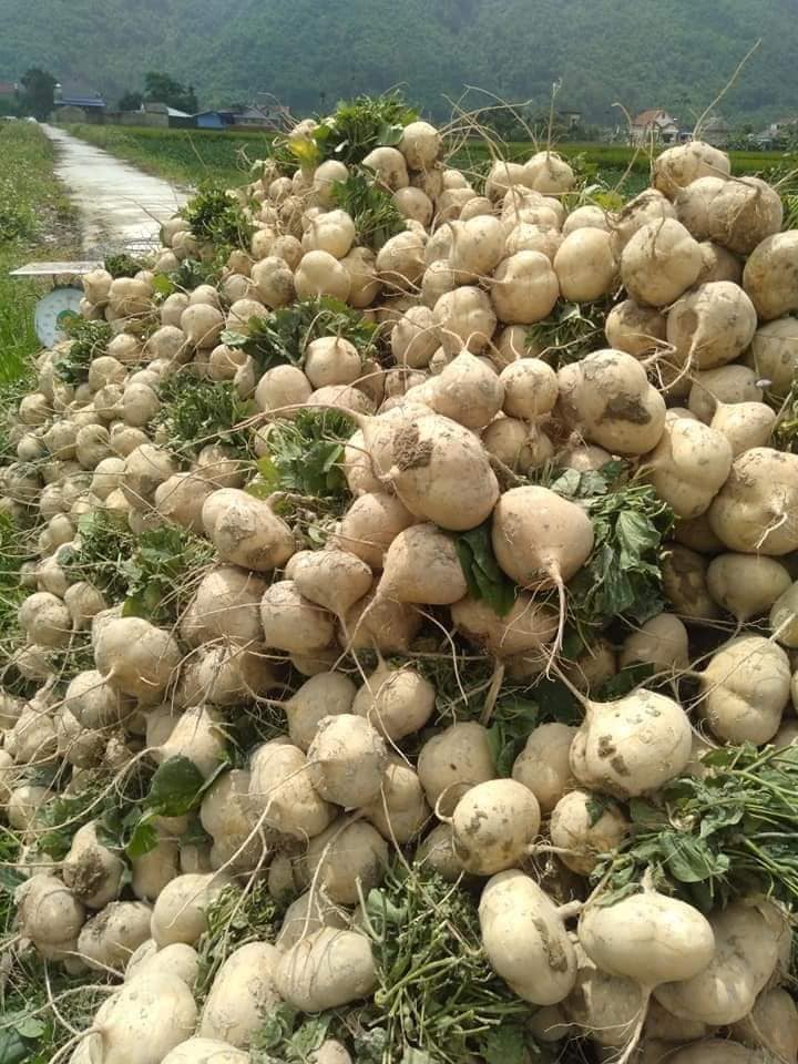 Hạt Giống Củ Đậu Cao Sản - Gói 5Gr