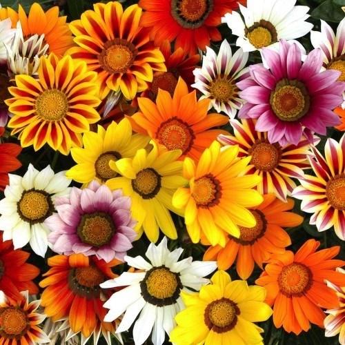 Hạt giống Hoa Cúc Huân Chương - 50 hạt