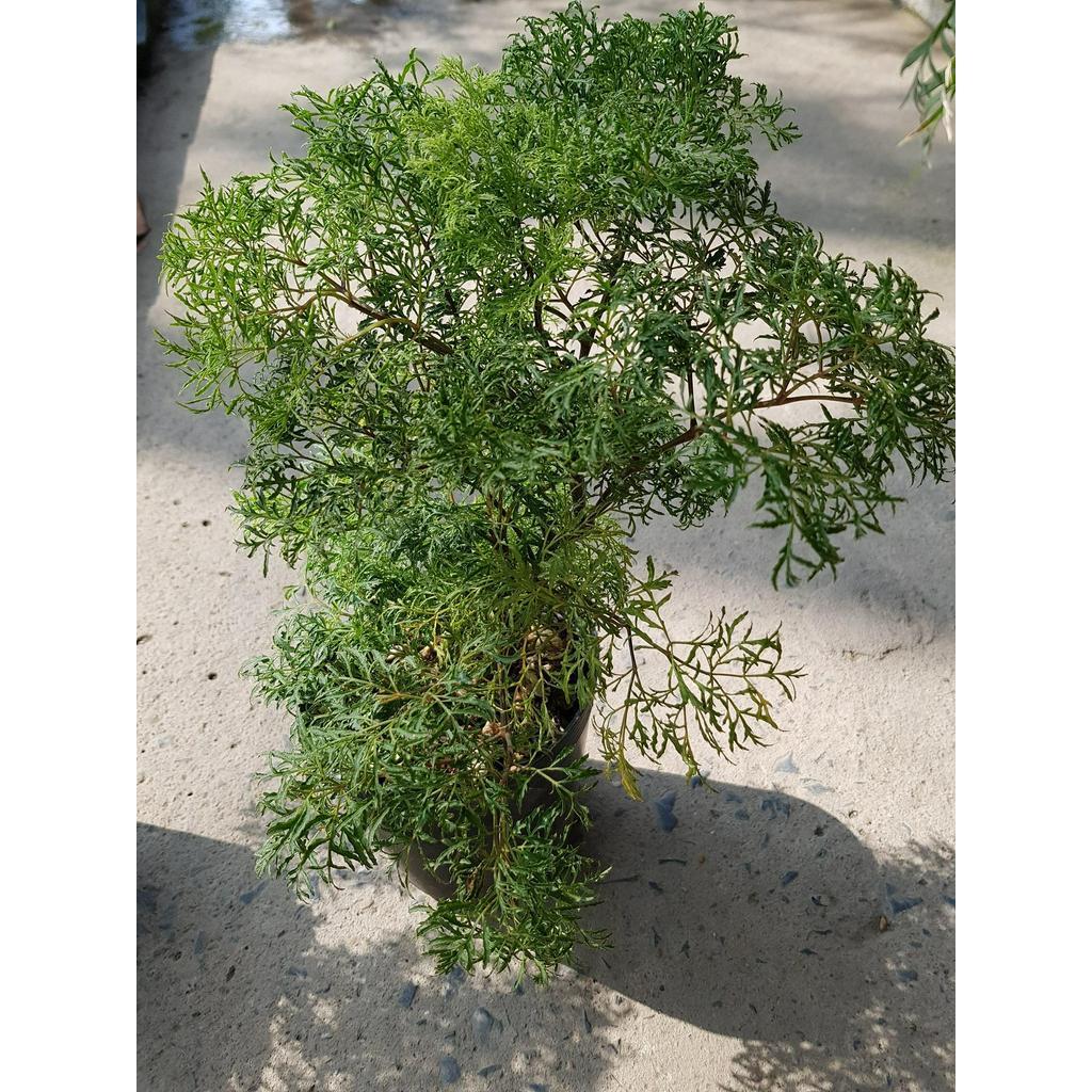 Đinh Lăng Lá Nhỏ
