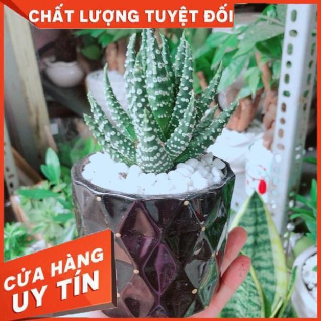 Chậu Xương Rồng Móng Rồng