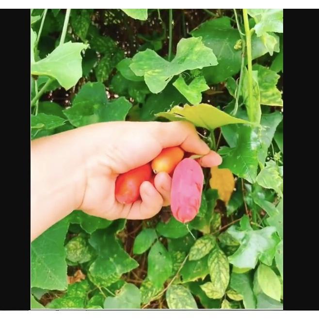 Hạt giống Cây Bình Bát Dây KNS3719 - gói 10 hạt