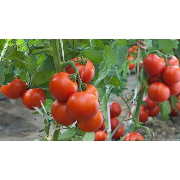 Hạt Giống Cà Chua Lai F1 Gói 50 Hạt+ 700g phân thỏ hữu cơ
