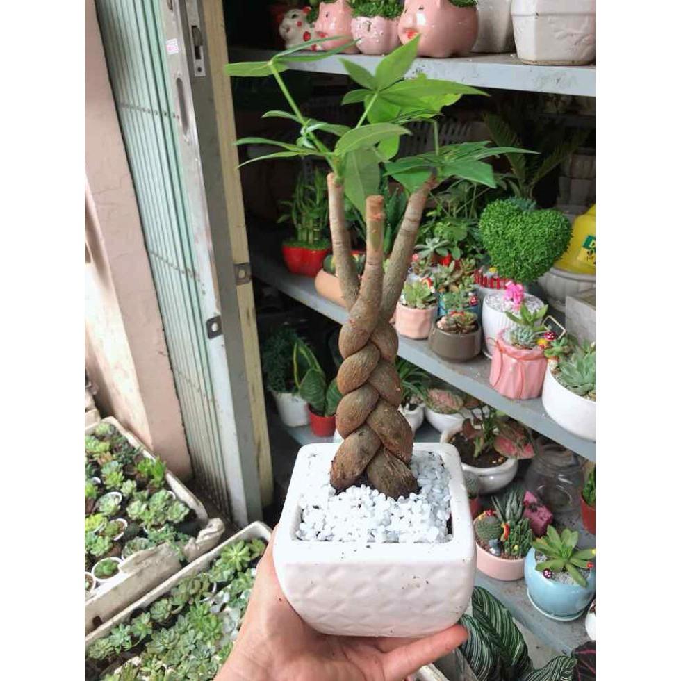 Chậu kim ngân thắt bím 3 thân Bán Chạy