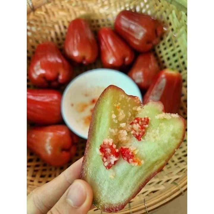 CÂY GIỐNG MẬN AN PHƯỚC mận roi đỏ). )