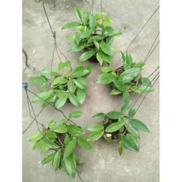 Hoa lan cẩm cù hoa đỏ 60k/ 1 chậu