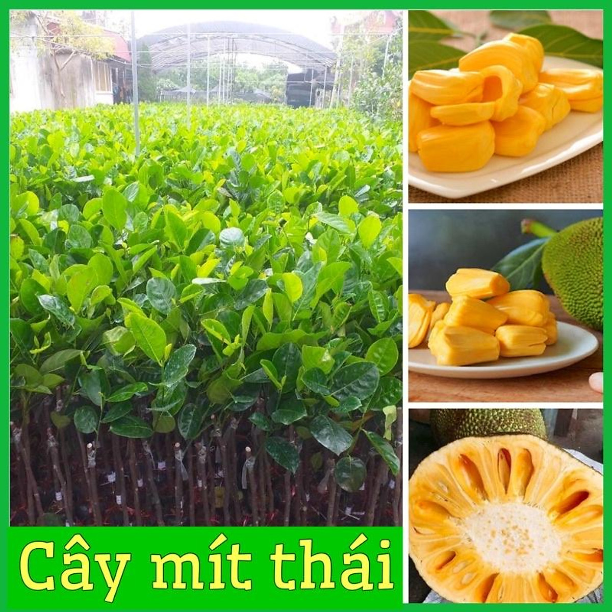 Cây giống mít thái siêu sớm