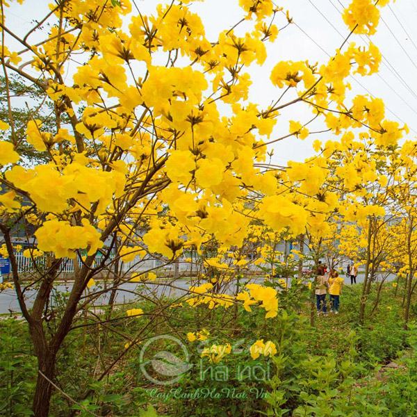 Cây giống phong linh vàng (, giống cây công trình- phong thủy, mang tài lộc đến cho gia chủ)