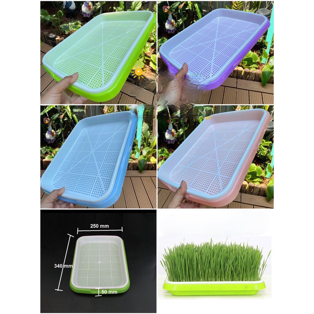 Bộ khay nhựa PP ươm rau mầm thủy canh 34x25x5