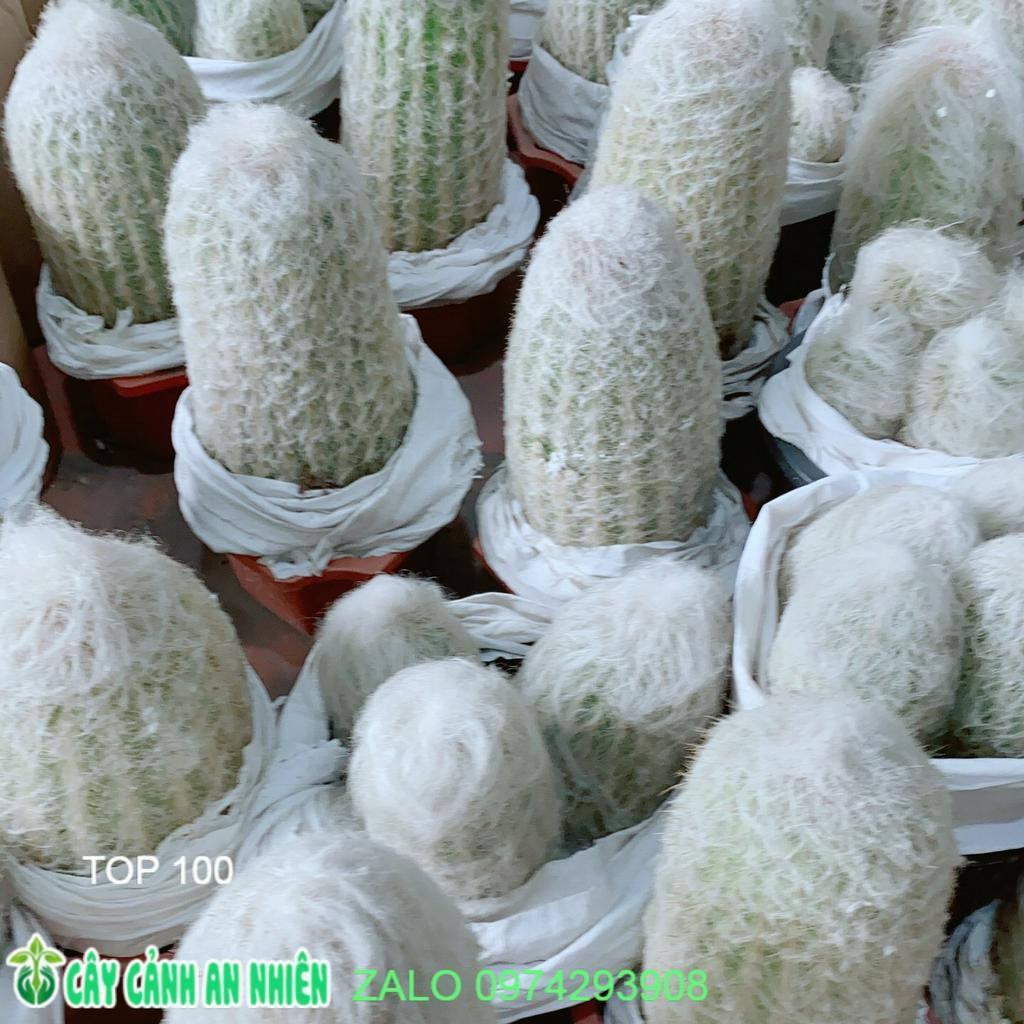 Xương Rồng Bụi