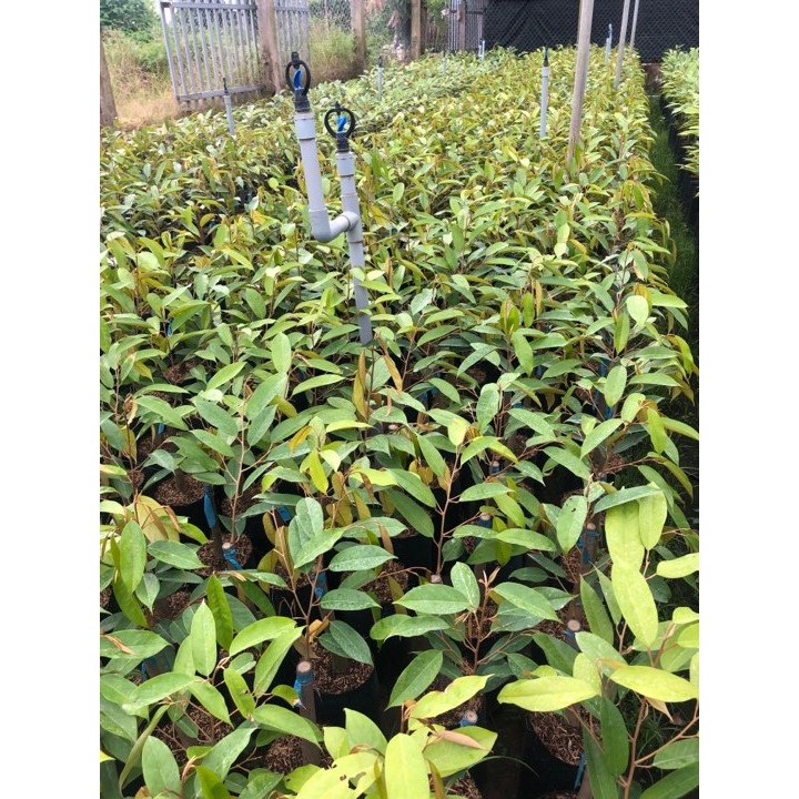 CÂY GIỐNG SẦU RIÊNG MONTHON SIÊU SỚM