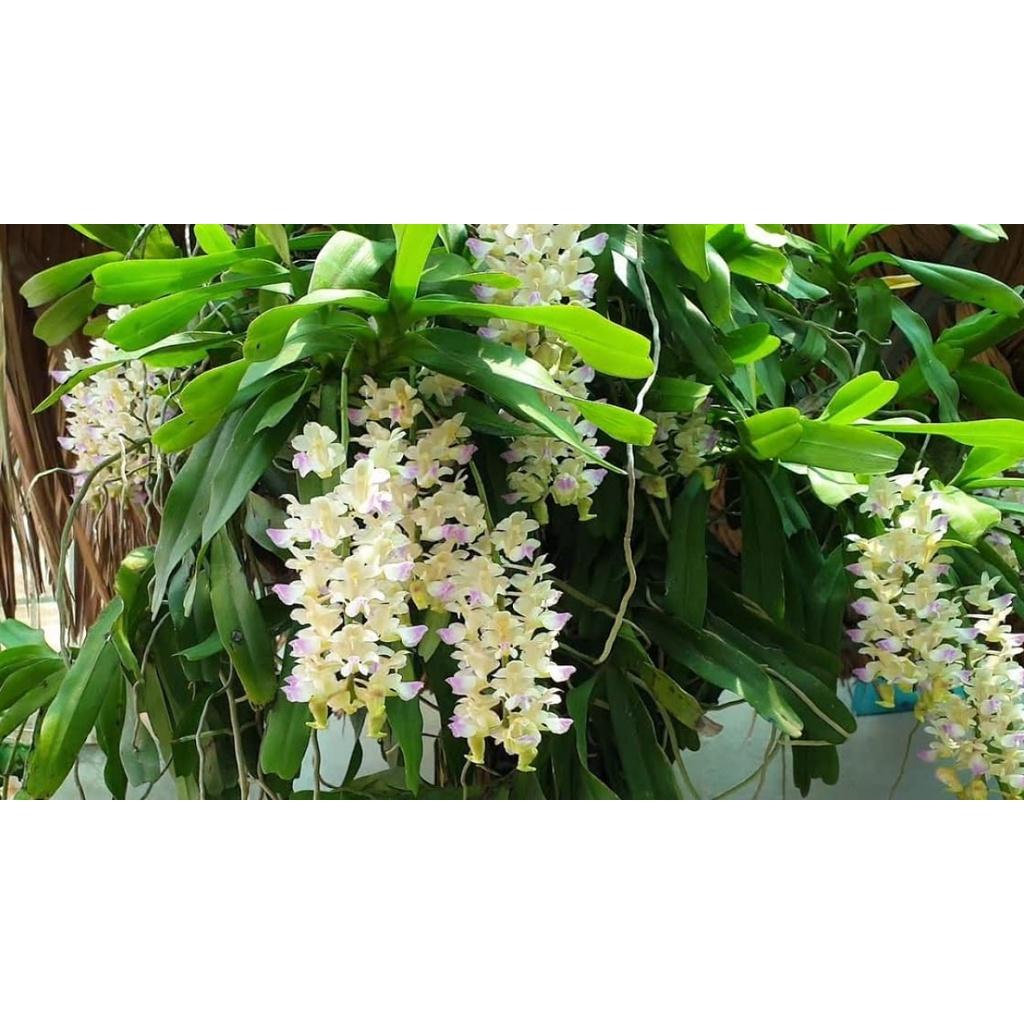 2 CÂY LAN RỪNG GIÁNG HƯƠNG LAN TAM BẢO SẮC - Hàng chuẩn Rừng CÂY TO - Hoa siêu đẹp. cực thơm