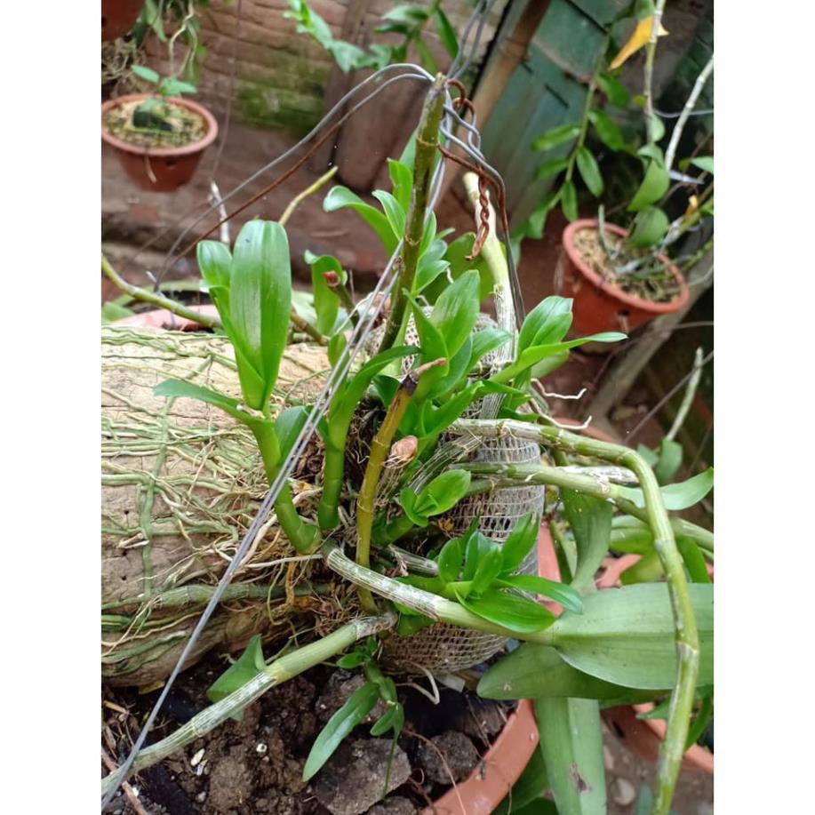 Sản Phẩm ki phi điệp hòa bình