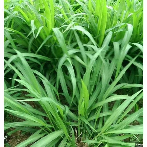 Hạt Giống Cỏ Chăn Nuôi Ruzi - Cỏ Chịu Dẫm Đạp