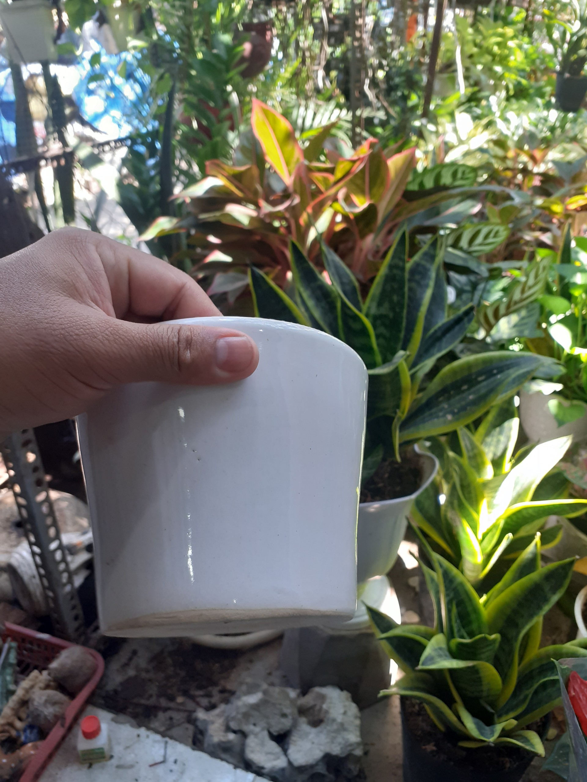 Chậu đất nung TRÁNG MEN MÀU TRẮNG.