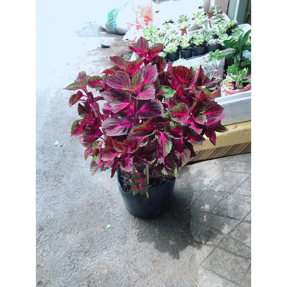 Chậu cây lá gấm đỏ