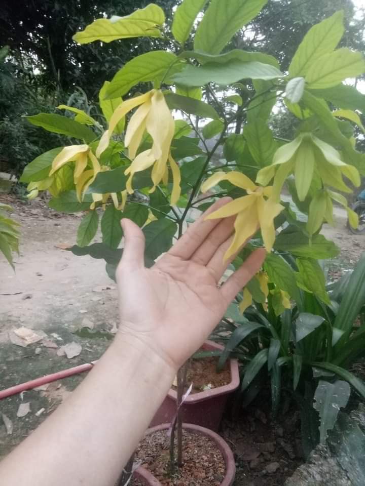 Cây hoa dẻ vàng, hoa thơm ngây ngất cao trên 1m