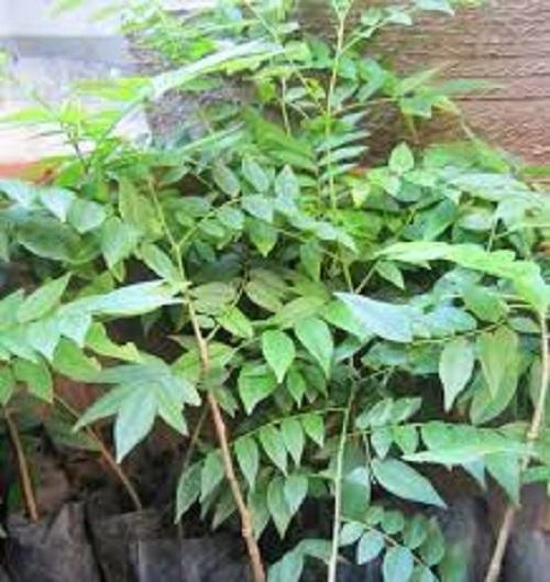 Cây Móc Mật giống, cây bầu lớn to khỏe, cây đẹp