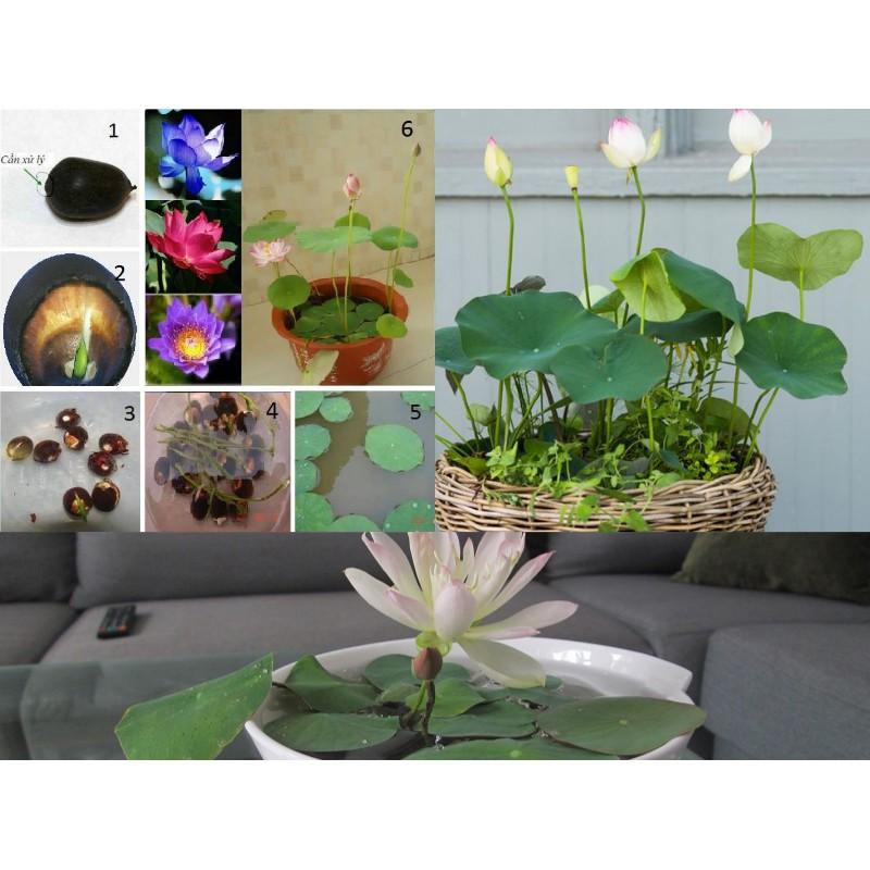 Hạt giống Sen Nhật mini