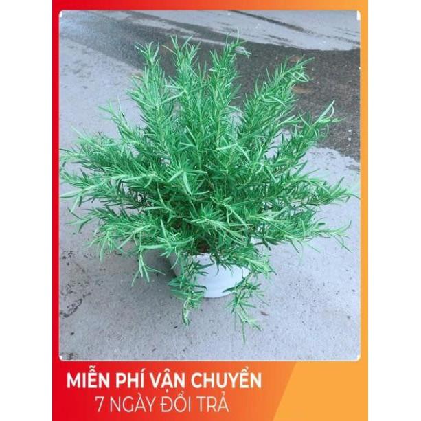 Chậu Hương Thảo Size Đại