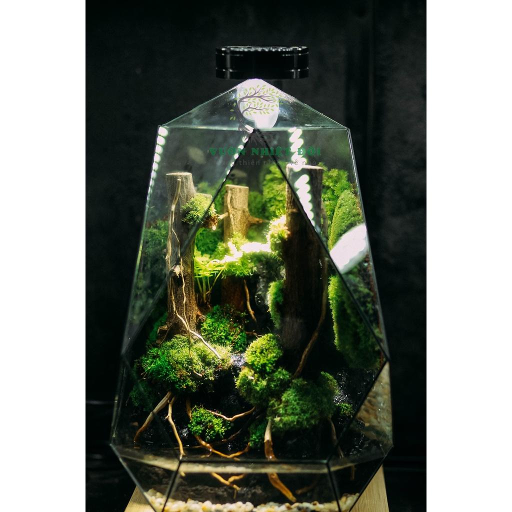 Bể Terrarium Đa Giác Setup Bán Cạn Để Bàn Làm Việc