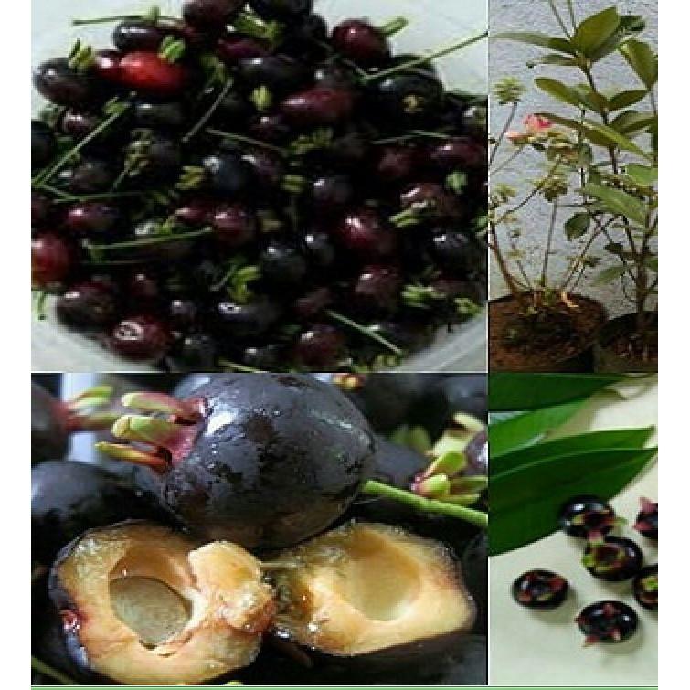 Hạt giống cây ăn trái cherry nhiệt đới - 1 gói 10 hạt/Kèm 1 gói kích thích nảy mầm