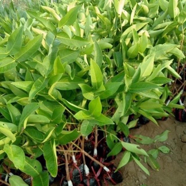 Cây giống roi đỏ Thái Lan không hạt.