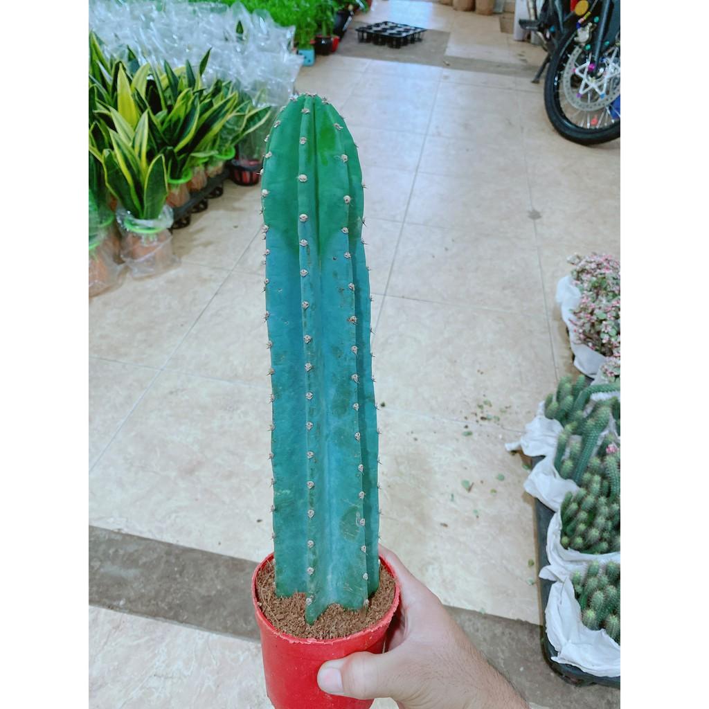Cây Xương Rồng Trụ Lớn 40cm