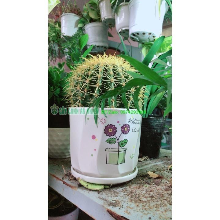 Chậu Xương Rồng Kim Hổ