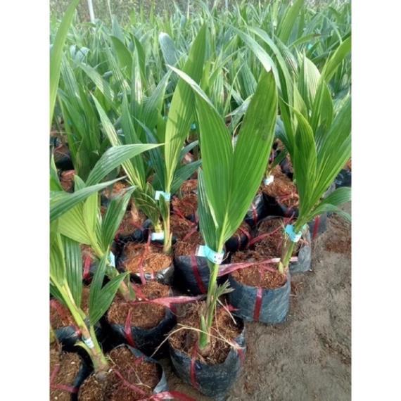 Cây giống dừa xiêm lùn Bến Tre-đặc sản của sứ dừa Bến Tre cây giống thuần chủng F1