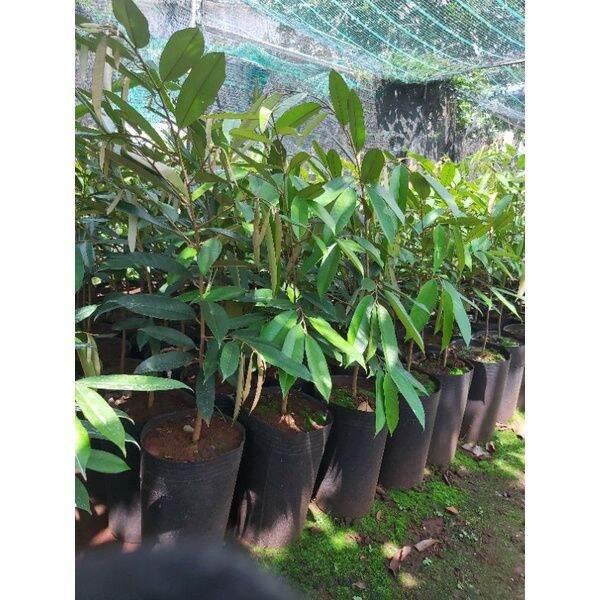Cây sầu riêng ruột đỏ siêu sớm