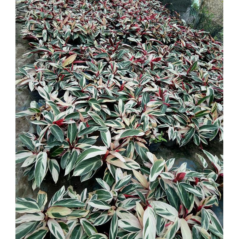 CHUỐI HOÀNG YẾN