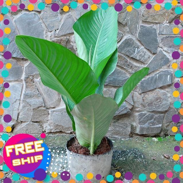 Cây Đại Phú Gia