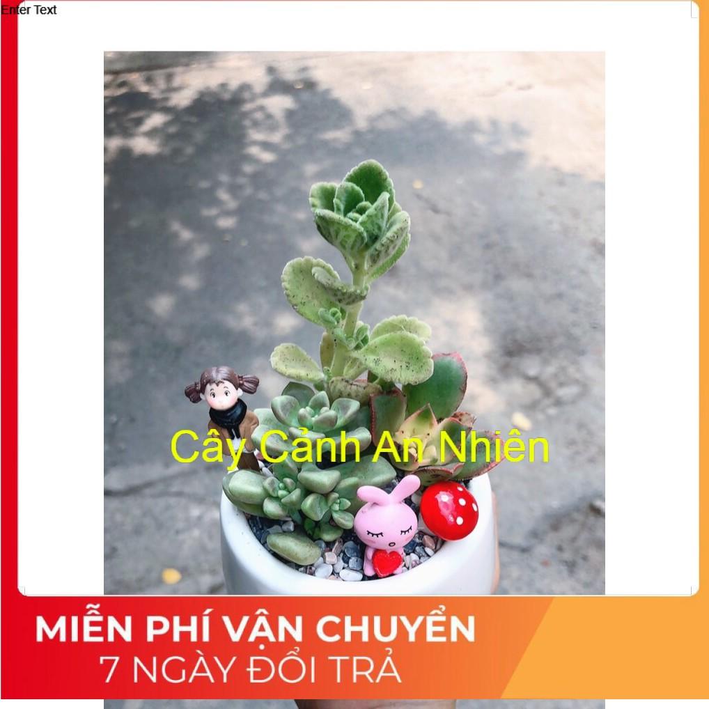 Chậu sen đá tiểu cảnh