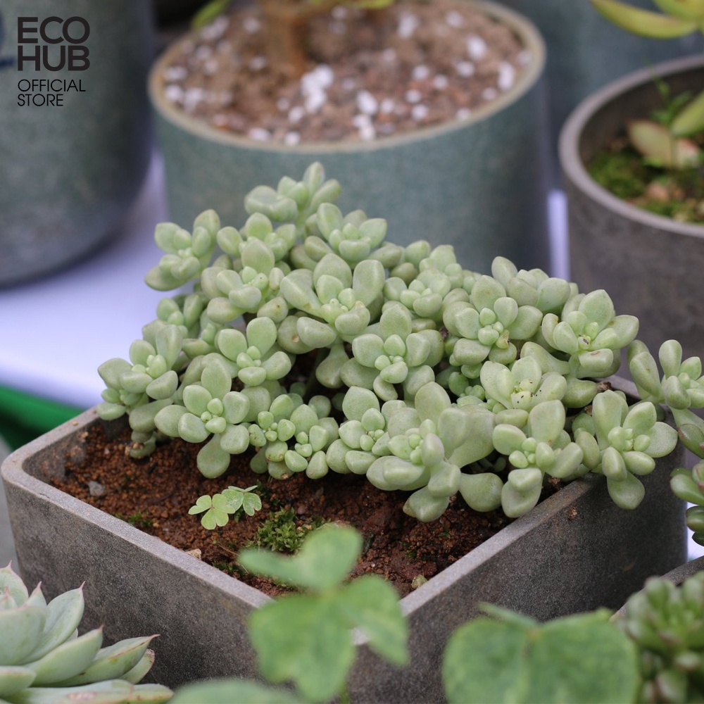 Chậu trồng cây ECOHUB làm từ nguyên liệu thân thiện, bảo vệ môi trường