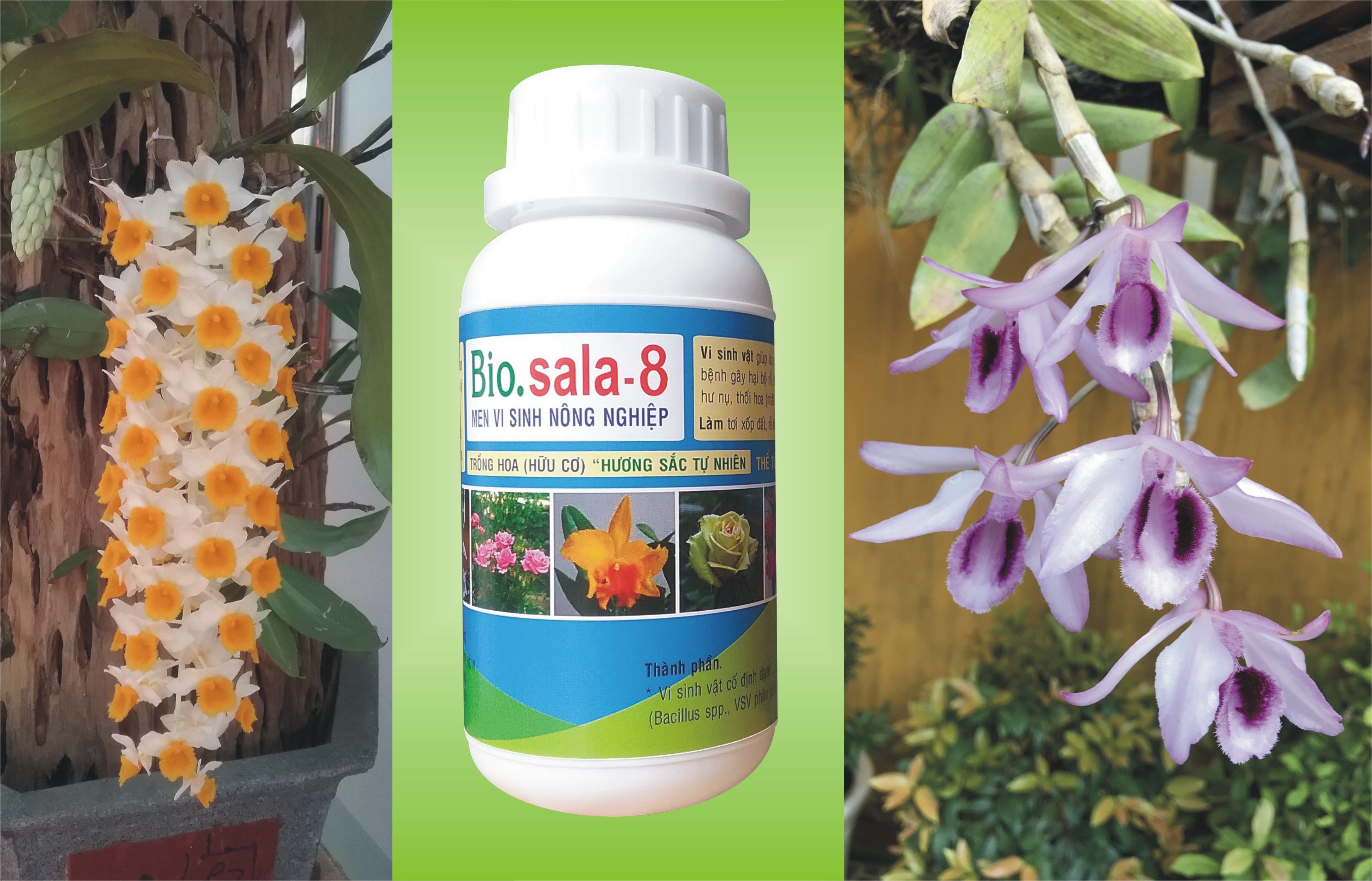 MEN VI SINH BIO.SALA.8 ĐẶC BIỆT CHO HOA LAN, HỒNG