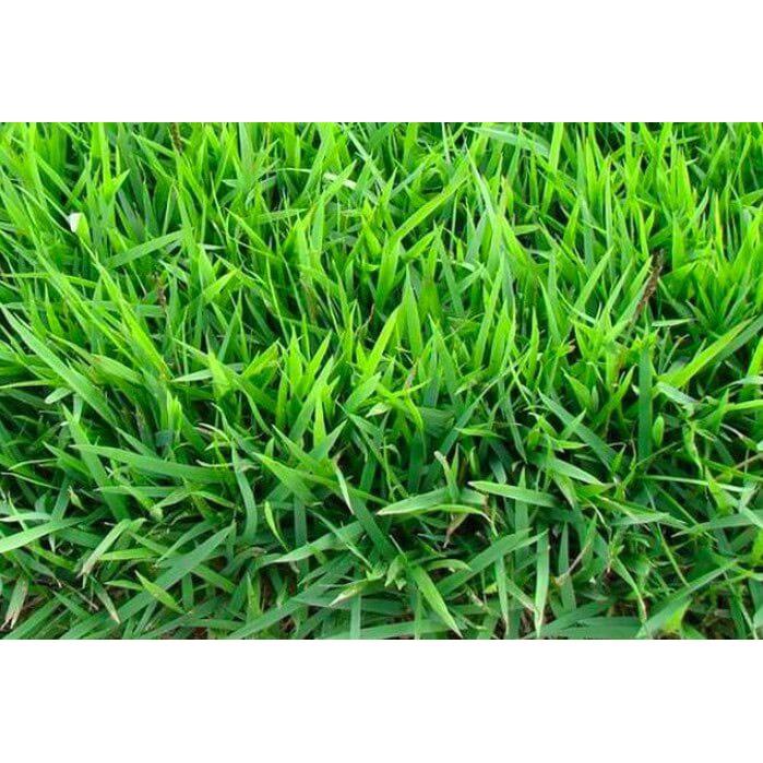 100G HẠT GIỐNG CỎ NHUNG NHẬT , HẠT CỎ CHẤT LƯỢNG CAO , LÀM THẢM SÂN VƯỜN BIỆT THỰ , CÔNG TRÌNH